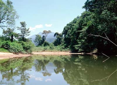 tropical rain forest